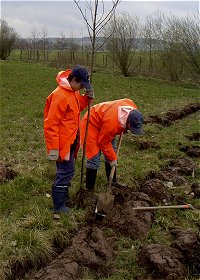 Karl W. hatte zur Arbeitserleichterung eine Pflanzfurche vorgepflügt.