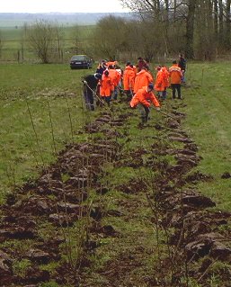 Schon nach knapp zwei Stunden war die dreireihige Hecke auf 100 m gepflanzt. 