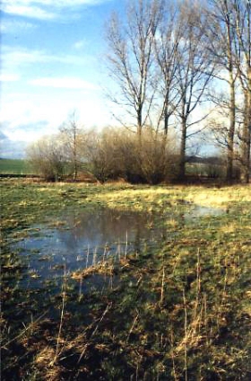  Teilansicht des Auewaldes, von der Eigentümerin kostenlos für das Projekt zur Verfügung gestellt. Auch die Fläche davor wurde für das Projekt gesichert.  Vorn gut erkennbar der ehemalige Bachverlauf, der in den Wald führt. 