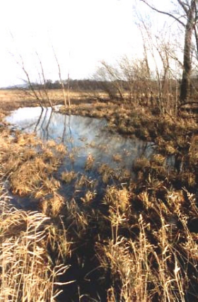 Im Auewald selbst ist der Altarm noch ausgeprägter, bei einer Tiefe von ca. 100 cm. Baumlücken wurden mit Schwarzerle, Eberesche und Heckengehölz aufgefüllt.