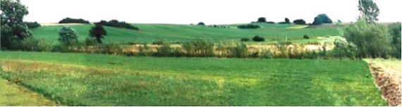 Nach 6 Jahren (1996) ist der Gehölzstreifen schon gut sichtbar, aus dem Acker hat sich eine teilweise mit Stauden versetzte Wiese entwickelt. Im Uferbereich unterbleiben die Unterhaltungsmaßnahmen. 
