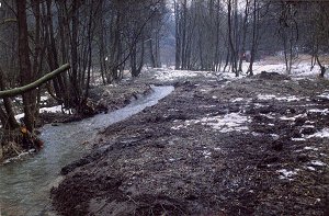 Blickrichtung Bach aufwärts: Der Altarm führt seit 2002 wieder Wasser.